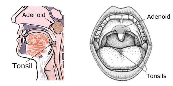 adenoid anatomy