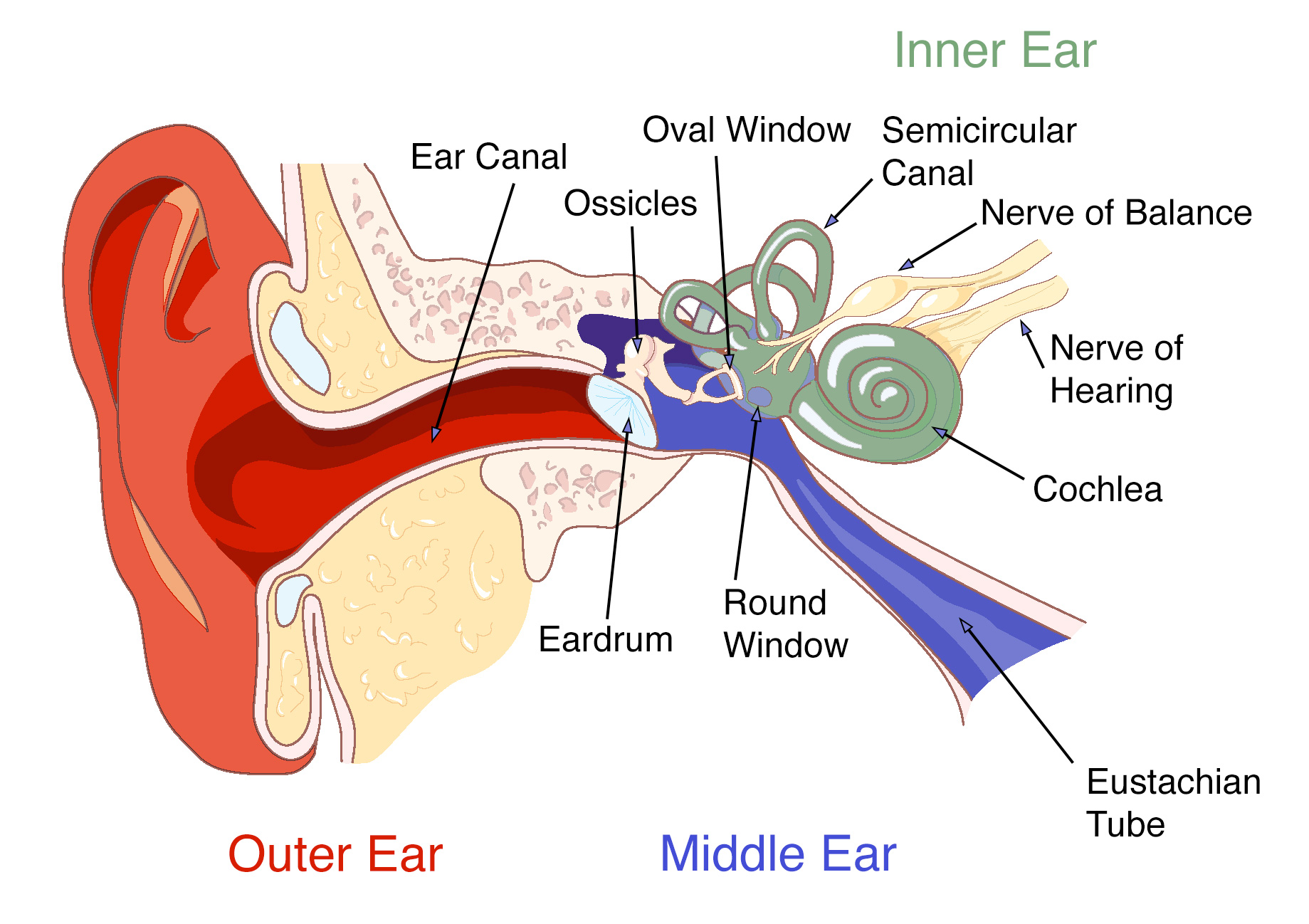 inner ear bone broken